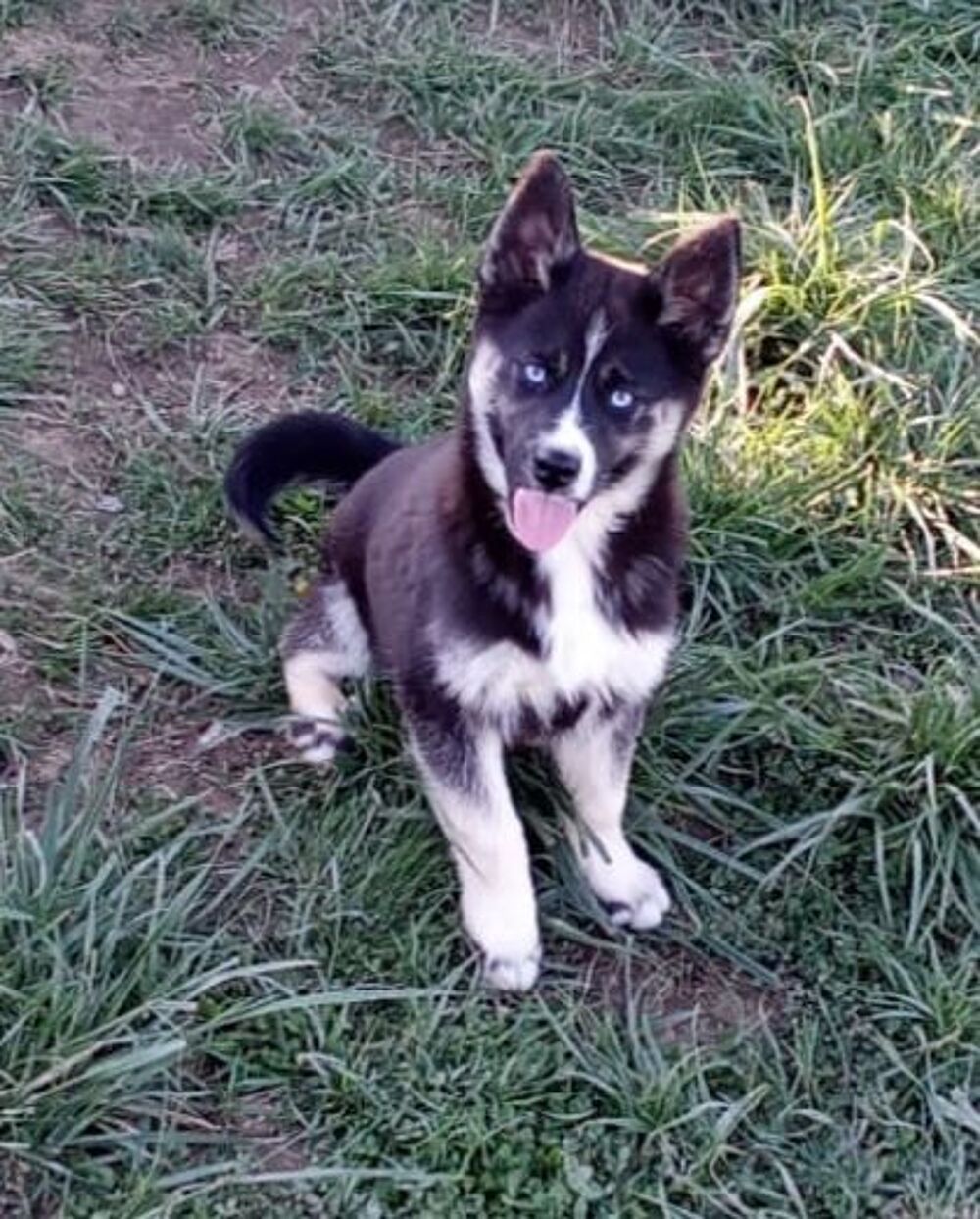    Bingo chiot pomsky F1 aux magnifiques yeux bleus  