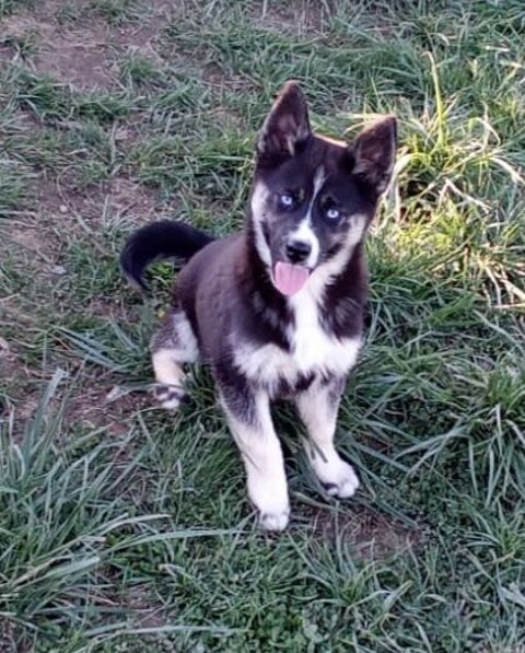  Bingo chiot pomsky F1 aux magnifiques yeux bleus 950 26530 Le grand-serre