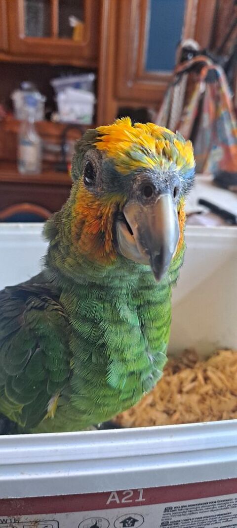 Perroquet amazon front bleu/ eclectus femelle (elevage eam) 600 69124 Colombier-saugnieu