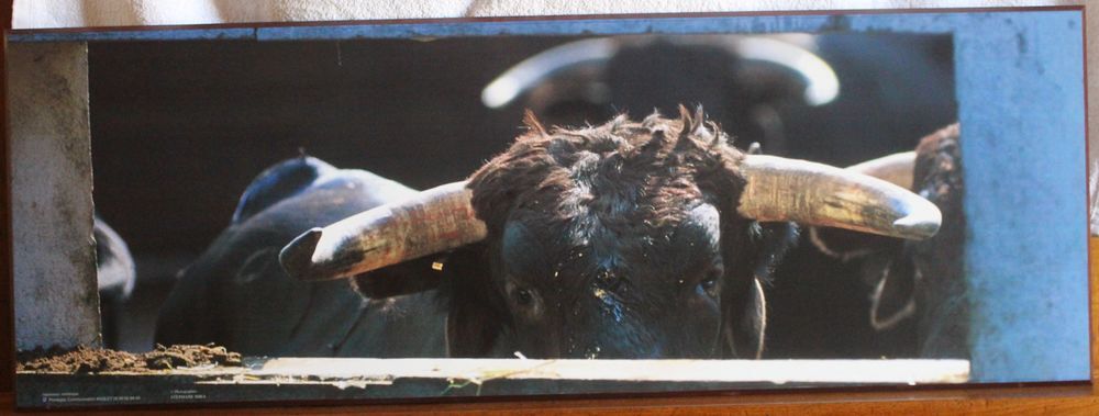 TAUROMACHIE : " EL TORO " Décoration