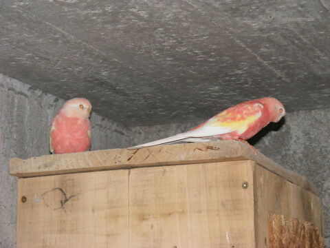 Couple de BOURKES Rubino 0 85140 Les essarts