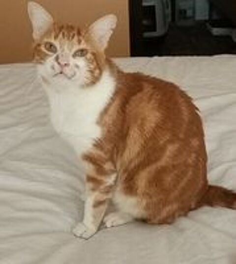   MIOSSEC CHAT TIGRE ROUX 7 ANS 1/2 