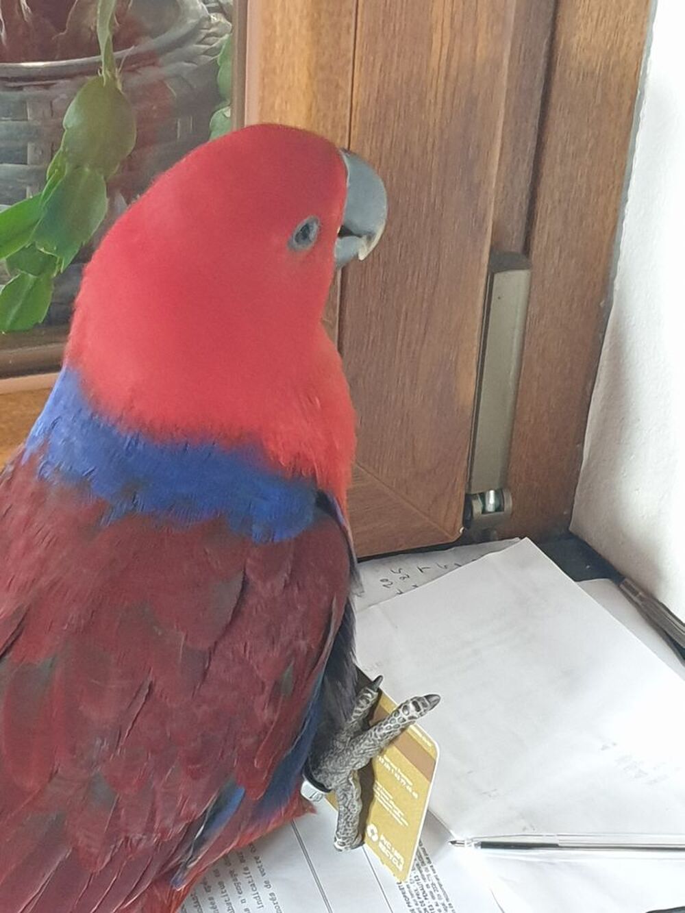   Eclectus femelle eam 