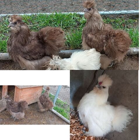 Trio de soie silkie 65 71360 �pinac