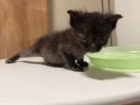   Chat SPIDEY à l adoption 