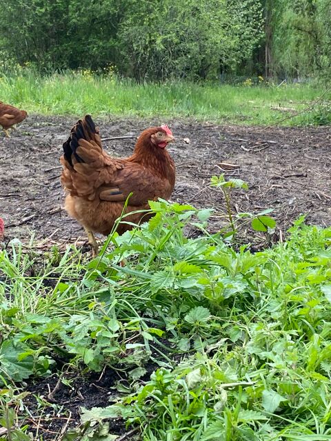 Poules pondeuses 18 40300 Cauneille