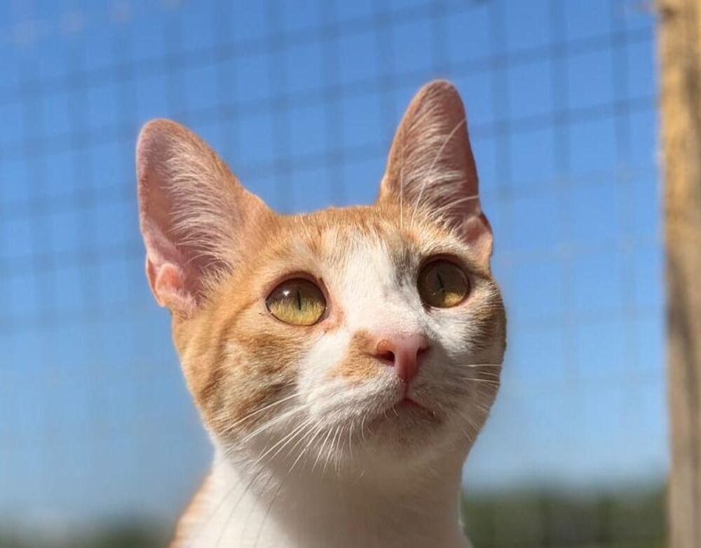   DEXTER 