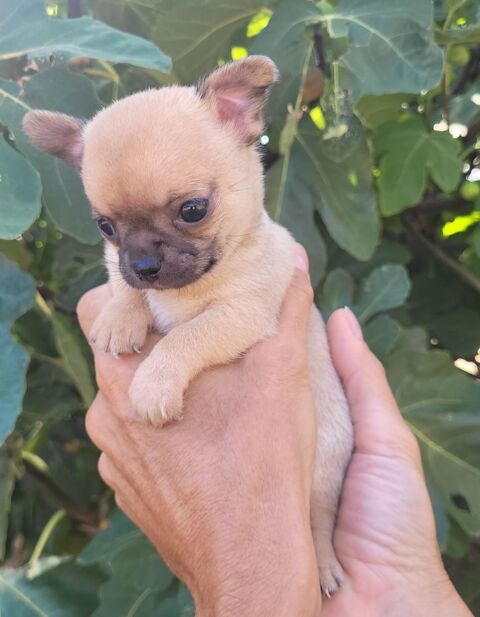 CHIHUAHUA 0 07700 Saint-just