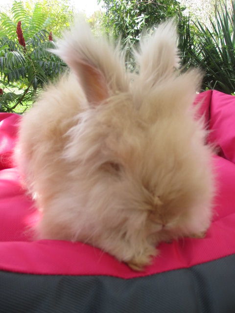 jeune Mle Angora Anglais 18000 Bourges