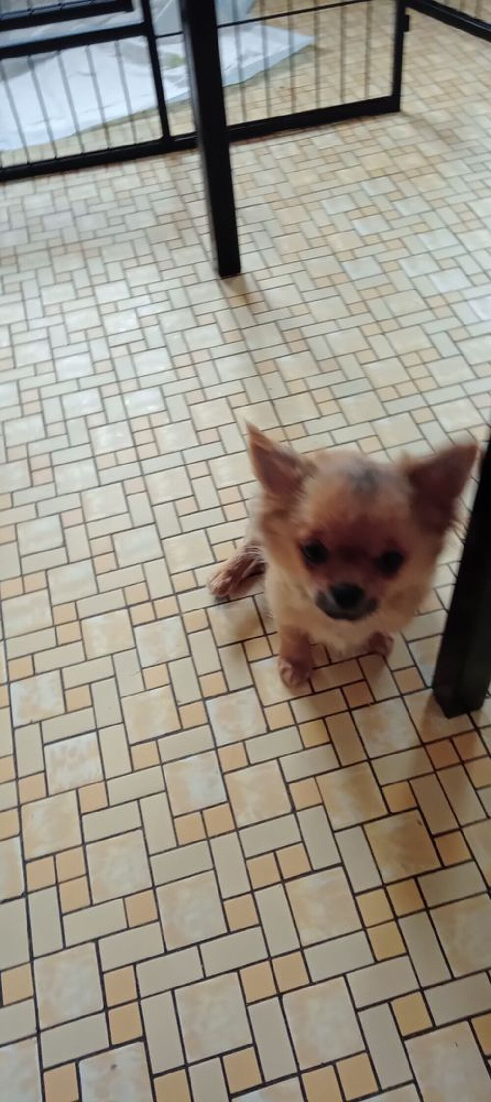   Chiot chihuahua mâle poils longs
Vaccins et puce  
