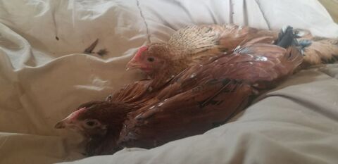 2 poussins nés le 24 janvier  2025. Presque 4 mois.
0 17780 Saint-nazaire-sur-charente