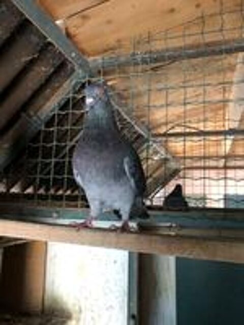   Pigeons BISET croisés CAUCHOIS 