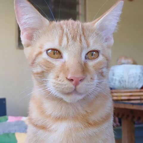 ✨️ NIRO ✨️ 🐱 210 94000 Créteil