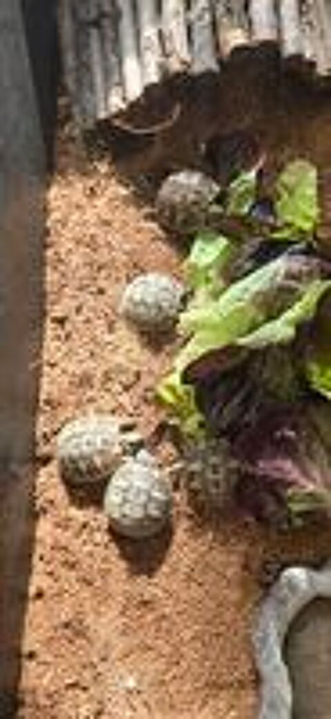   tortues 