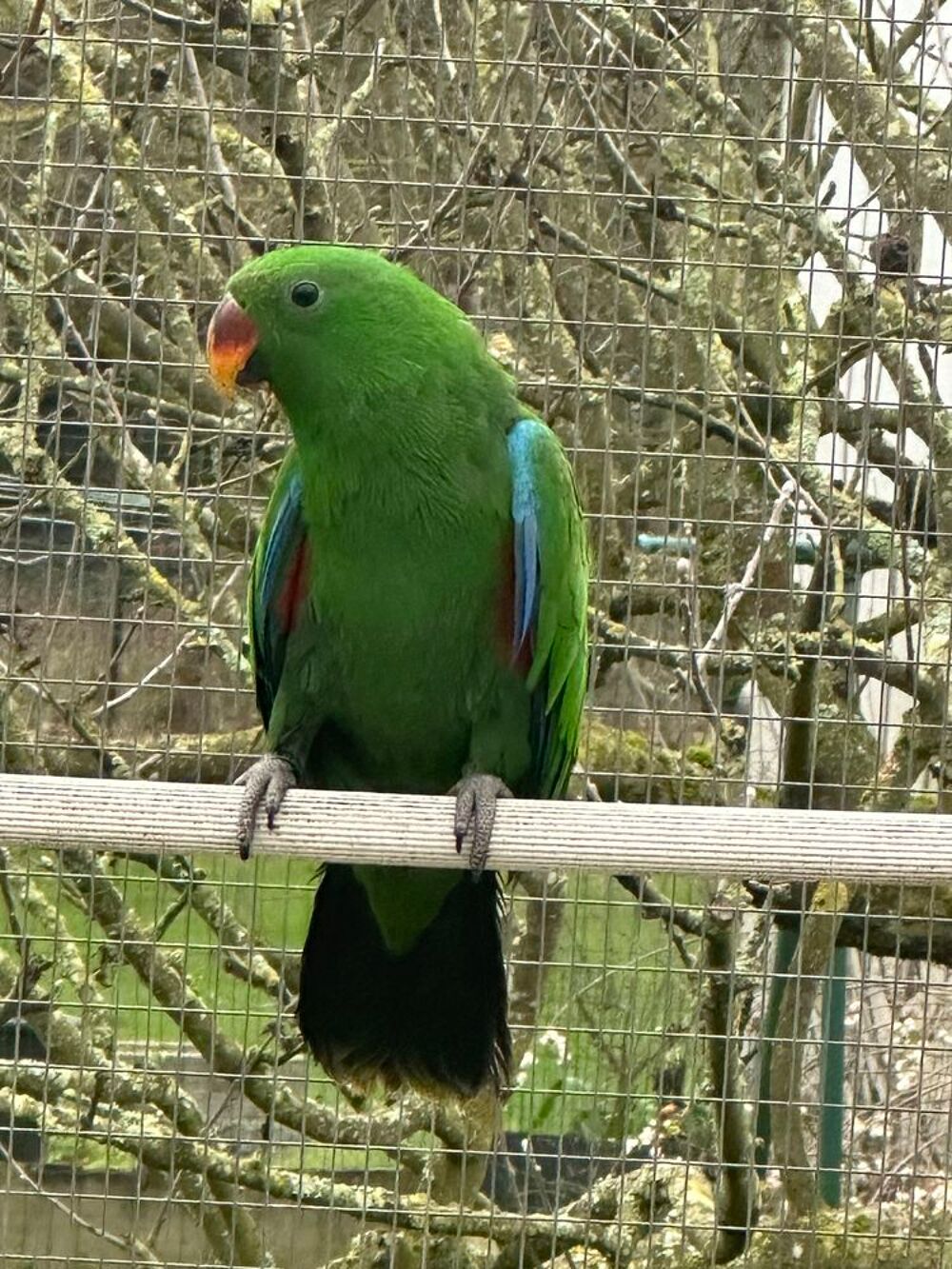   ECLECTUS MALES
