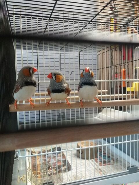 Diamant mandarins m&acirc;les. 7 86220 Les ormes