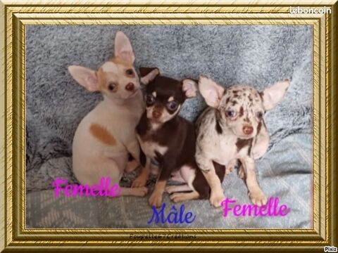 Chiots Chihuahua poils courts 600 18140 Prcy