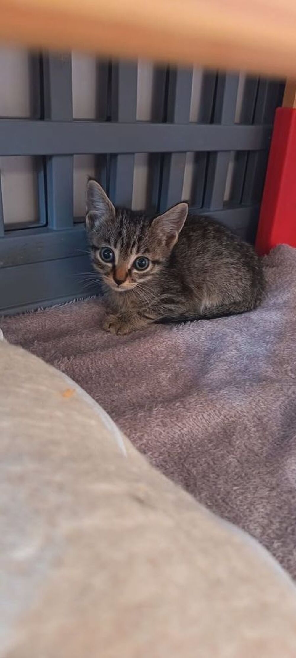   Chat PABLO à l adoption 