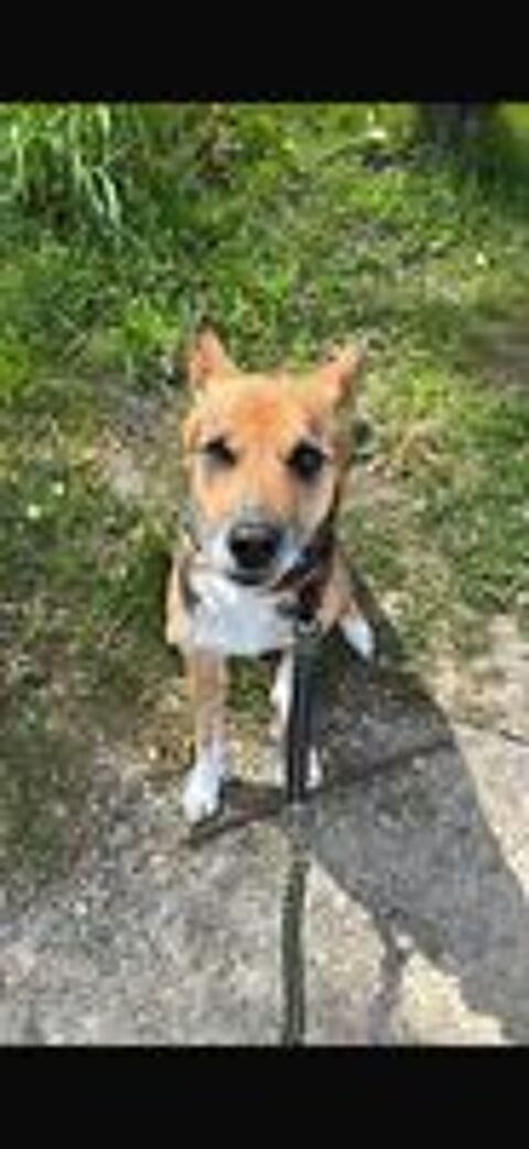   adoption chien 
