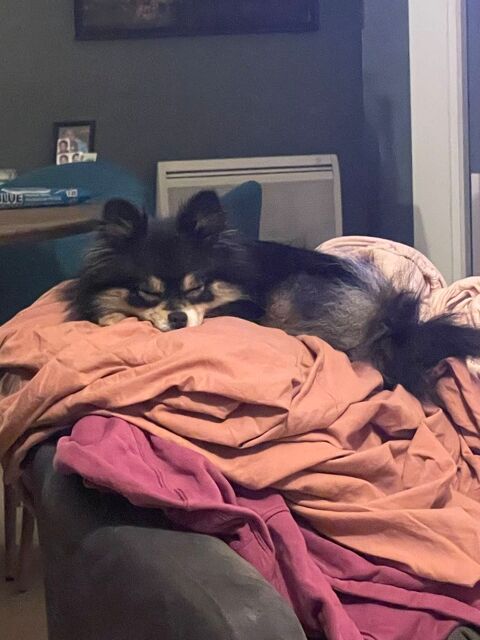 Petite chienne cherche nouvelle maison 0 78000 Versailles