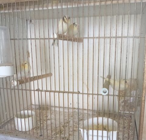 Canaris bec droit 25 17260 Gmozac