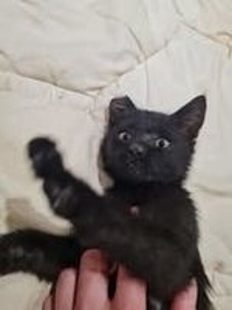   Chat EARCUT  l adoption 