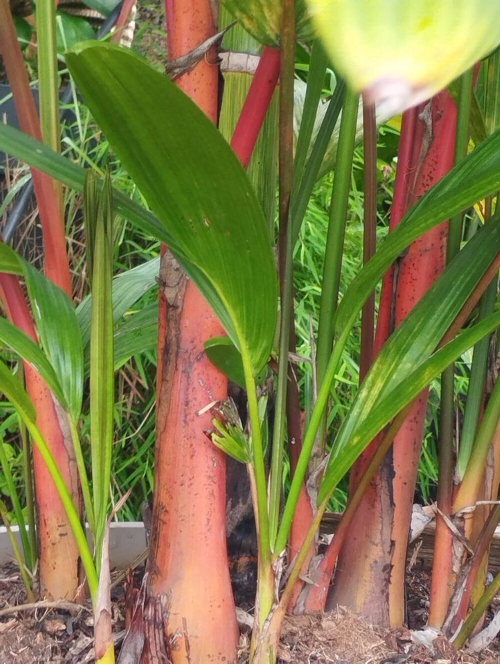 Palmier rouge &agrave; l&egrave;vres de 3m de hauteur Jardin