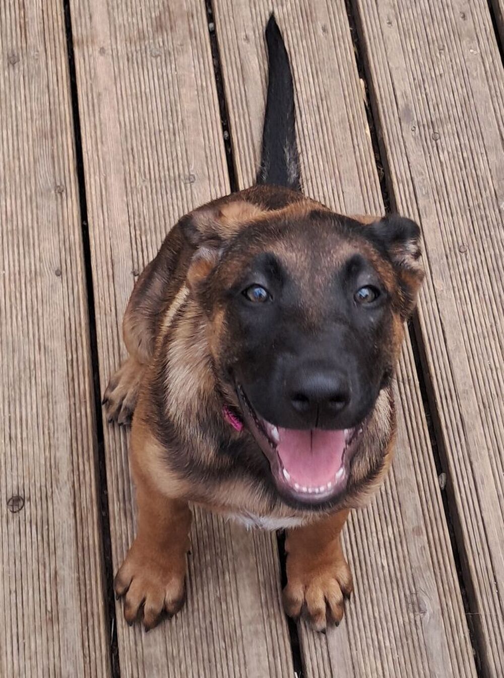   Adorable chiot femelle 