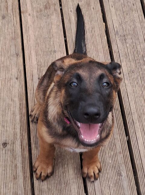 Adorable chiot femelle 0 31220 Cazères