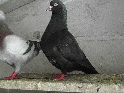 pigeons hubbel colorés bagués 2024. 15 18100 Vierzon