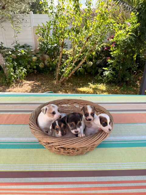 Chiots Jack Russel 800 40230 Saint-vincent-de-tyrosse