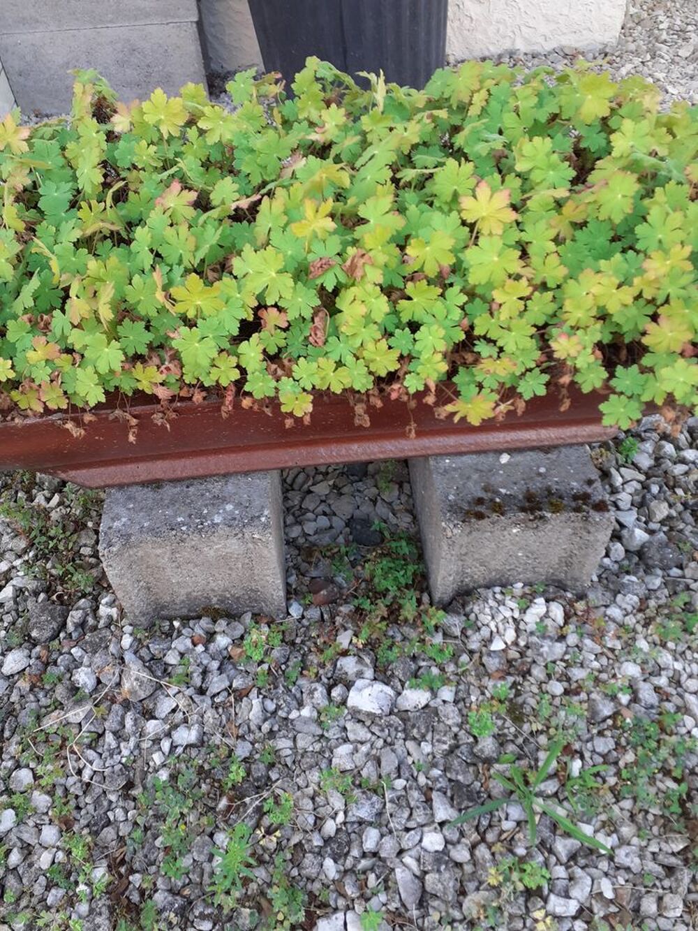 Auges en gres. Jardin