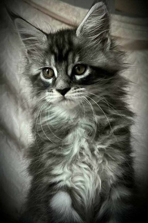 chatons maine coon 1000 62400 Bthune