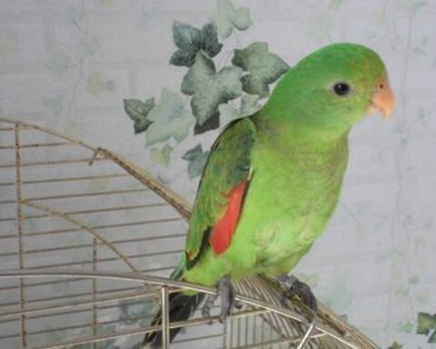 recherche pérruche érythroptère 80 13140 Miramas