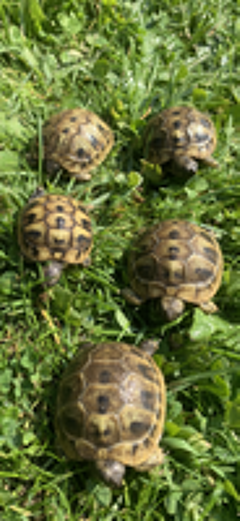   Tortue de terre  