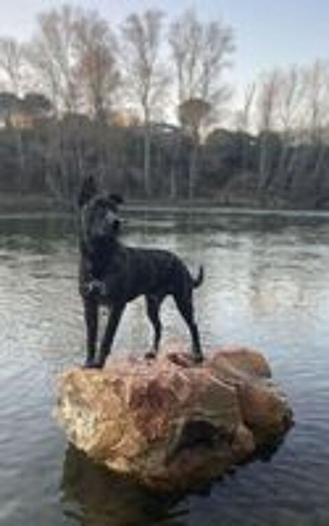   À adopter contre bons soins : Tonio 4 ans 