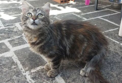 Chatons cherchent famille pour adoption responsable 140 11000 Carcassonne