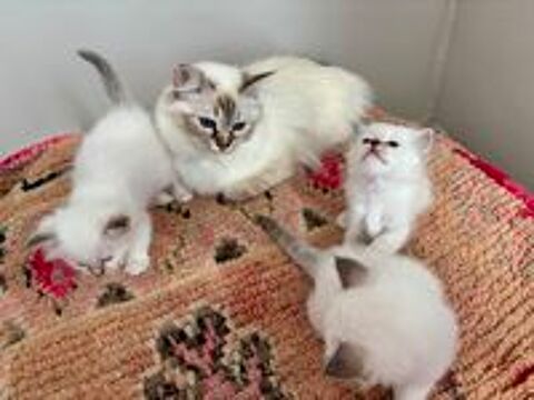   Adorables chatons Sacré de Birmanie LOOF 