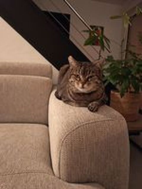   Donne Chat adulte  