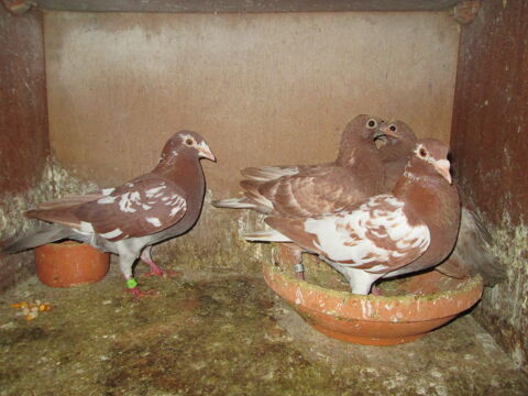 JEUNES PIGEONS VOYAGEURS CHOCOMEULEMAN 25 80132 Drucat