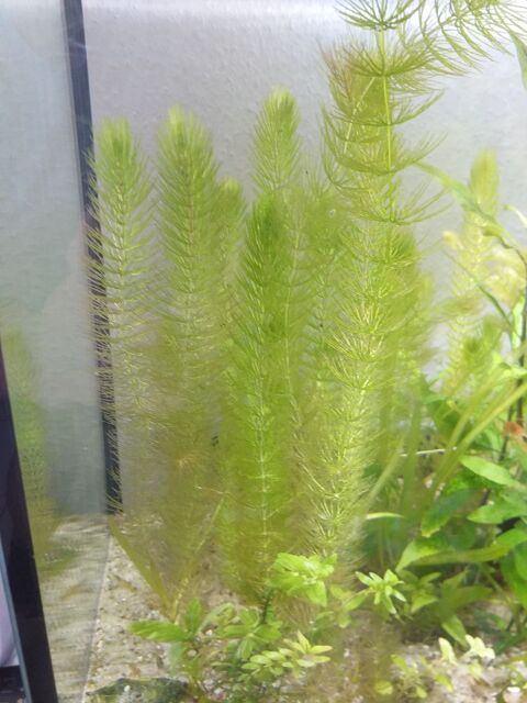 Plante d'aquarium. 2 67390 Marckolsheim