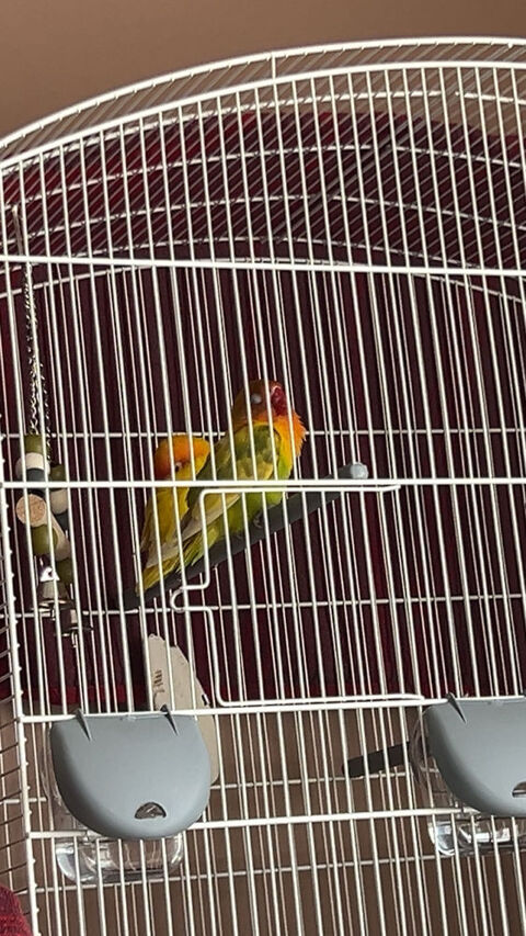 2 PERRUCHES (COUPLE) + CAGE 200 91300 Massy