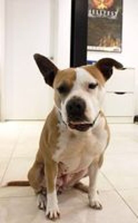   AZIA, magnifique chienne croise Dogue  l'adoption 