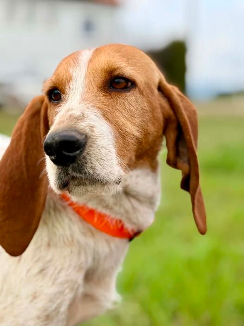   Chien MARLEY à l adoption 