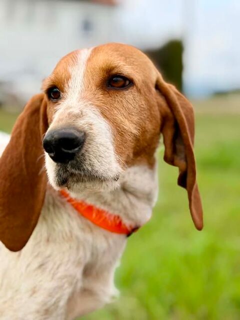 Chien MARLEY &agrave; l adoption 350 26700 Pierrelatte