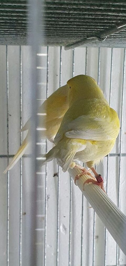 couple de canaris 70 83500 La seyne-sur-mer