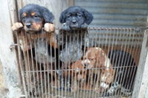   Chiots Epageul Breton Parents LOF 