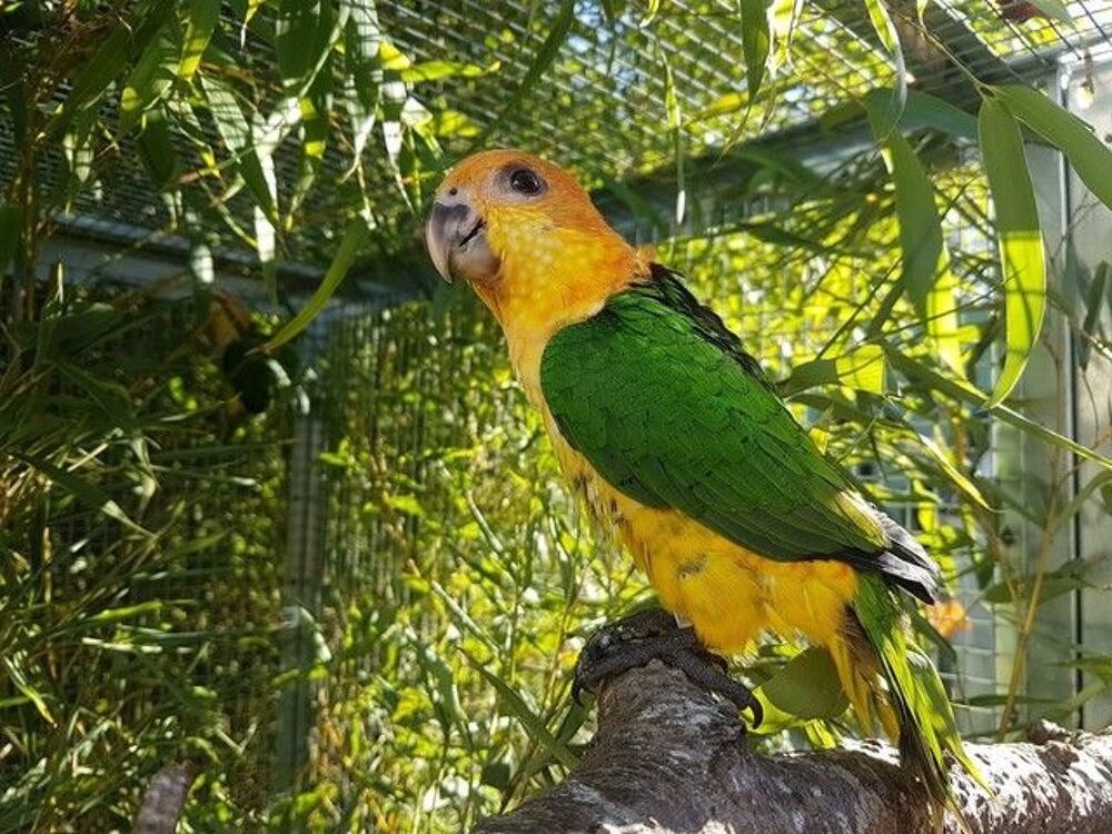   Couple de caïques à tête orange 
