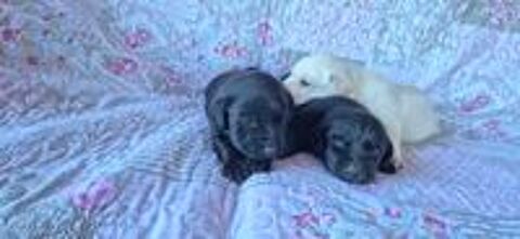    labrador 