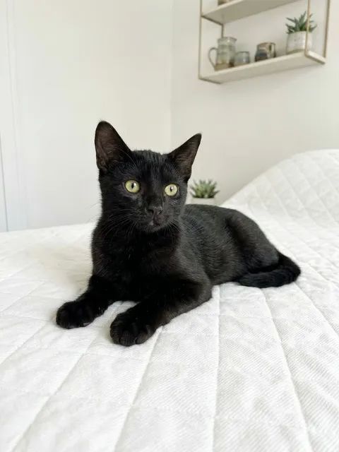 Chatons cherchent famille pour adoption responsable 140 11000 Carcassonne